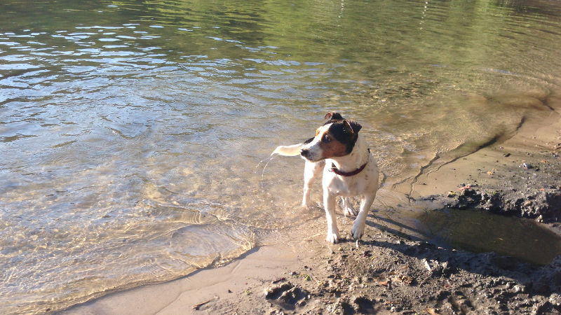 Flach auslaufendes Ufer am Hundestrand Grunewaldsee
