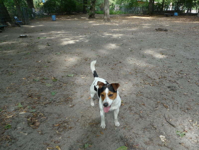 Eingezäunte Hundewiese im Volkspark Wilmersdorf mit Bänken und Wassernapf