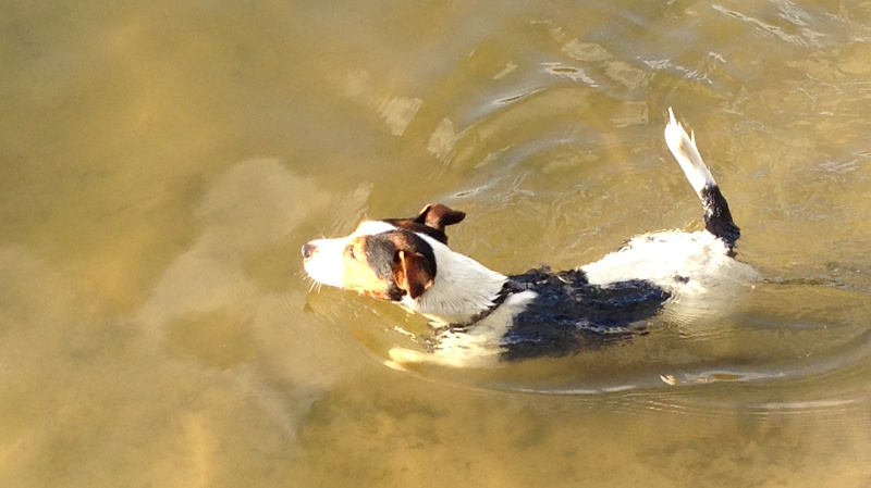 Hundestrand am Grunewaldsee: Hund schwimmt im See