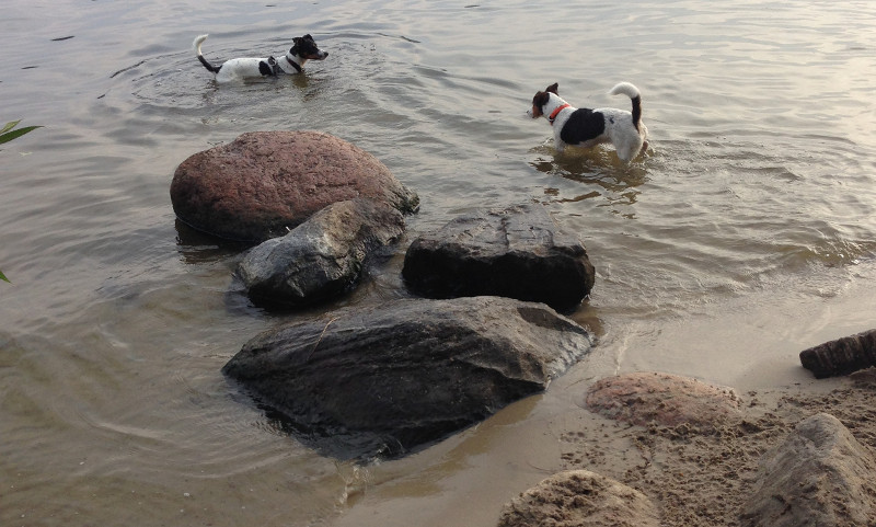 Hund badet an der Badestelle Pichelswerder in der Havel