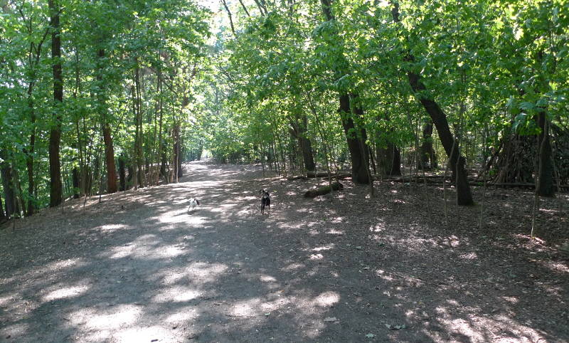 Schattiger Waldweg im Hundeauslaufgebiet Pichelswerder in Spandau