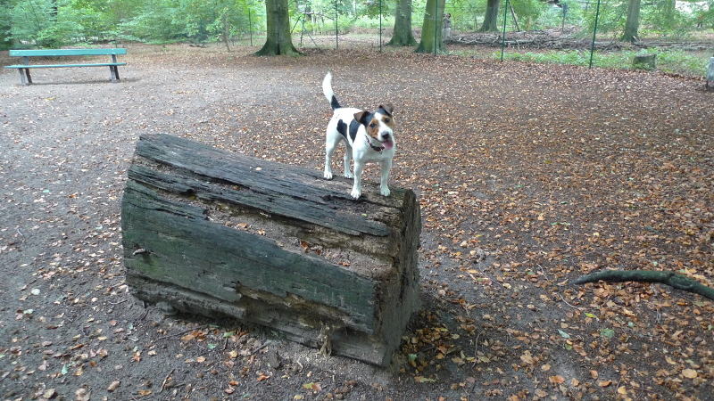 Baumstämme zum Balancieren auf der Hundewiese Jungfernheide