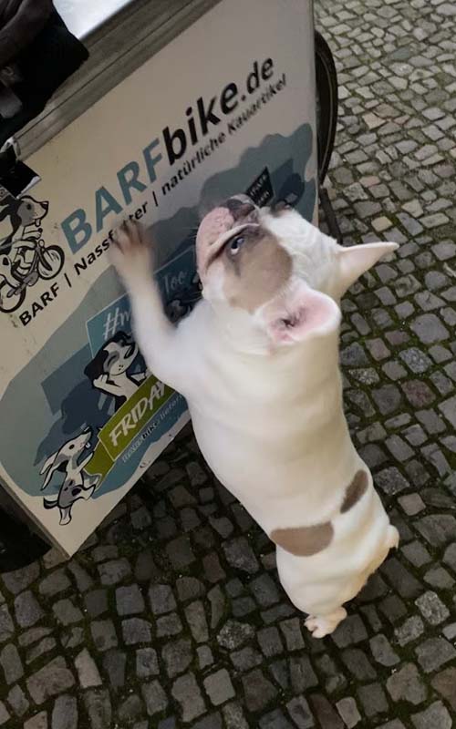 Hund am Lieferkasten von BARFbike: BARF-Lieferung in Berlin ohne Styropor