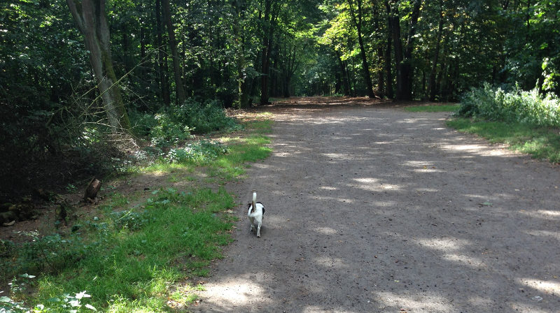 Hundeauslaufgebiet Grunewald: Hund läuft frei auf einem breiten Waldweg